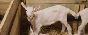 Pittika - la petite chèvre basque